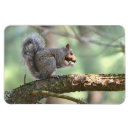 Suche nach eichhörnchen mit nuss magnete Nagetier