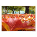 Recherche de 20x25 posters Photographie