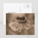 Suche nach sepia blume postkarten Natur
