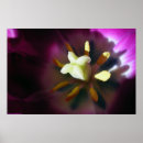 Suche nach tulpen poster Blüte