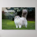 Recherche de poupée posters Chaton