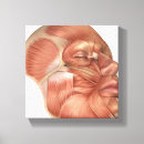 Suche nach muskeln leinwandbilder Orbicularis oris