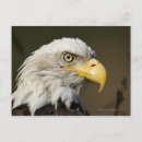 Suche nach alaska vögel postkarten Wild