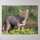Suche nach grauer fuchs poster Natur