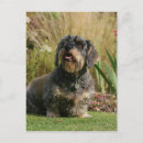 Recherche de poil cartes postales Dog