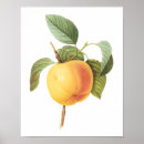 Recherche de nourriture biologique posters Verger