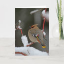 Suche nach waxwing Schnee