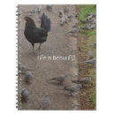 Recherche de de poulet photographie Animaux