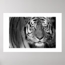 Suche nach schwarz weißer tiger poster Natur