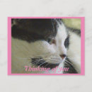 Recherche de photo de chat cartes postales Pour tous