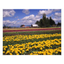 Recherche de tulipe rouge posters Washington