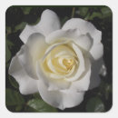 Suche nach rosenaufkleber Weiß