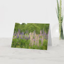 Suche nach lupine karten Feld