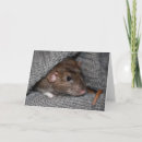 Suche nach dumbo karten Ratte