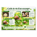 Suche nach lebenszyklus poster Natur