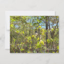 Recherche de mésange cartes postales Oiseau