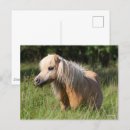 Suche nach shetland pony postkarten Rasse