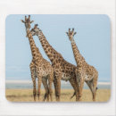 Recherche de le kenya tapis souris Safari