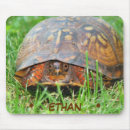 Suche nach dosenschildkröte Natur