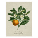 Recherche de fruit vintage posters Agrumes