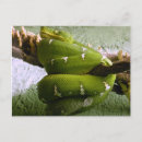 Recherche de boa cartes postales Serpent