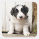 Suche nach collies aufkleber Welpe