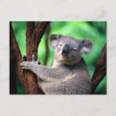 Suche nach koala bären postkarten Tragen