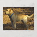 Recherche de de chasse cartes postales Animaux