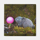 Recherche de gris foncé magnets Rose