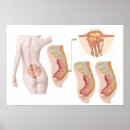 Suche nach tumor poster Nah up