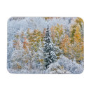 Recherche de tremble magnets Montagne rocheuse