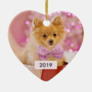 Recherche de chien rose photographie Mignon
