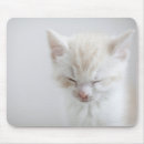 Recherche de chatons blancs tapis souris Chats