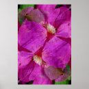 Suche nach clematis blume poster Abstrakt
