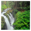 Suche nach niemand fliesen Regenwald