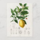 Recherche de arbres fruitiers cartes postales Fruits