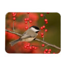 Recherche de ile magnets Ilex verticillata