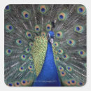 Suche nach peacock aufkleber Tiere