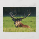 Recherche de herbe verte cartes postales Pour tous