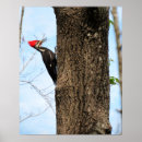 Suche nach florida vogel poster Foto
