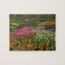 Suche nach keukenhof puzzle Tulpe