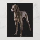 Suche nach weimaraner postkarten Studioaufnahme