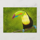 Recherche de jungles cartes postales Tropiques