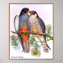 Suche nach wanderfalke poster Vögel