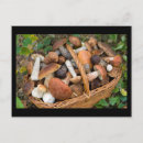 Recherche de champignon comestible cartes postales Forêt