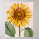 Suche nach vintage sonnenblume poster Gelbe blume