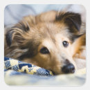 Suche nach sheltie aufkleber Haustier
