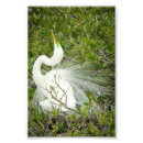 Recherche de plumage art Animal