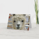 Suche nach alpaka geburtstag karten Niedlich