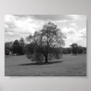 Suche nach einsamer baum poster Weiß